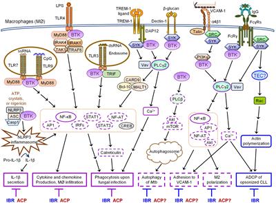 Multifaceted Immunomodulatory Effects of the BTK Inhibitors Ibrutinib and Acalabrutinib on Different Immune Cell Subsets – Beyond B Lymphocytes